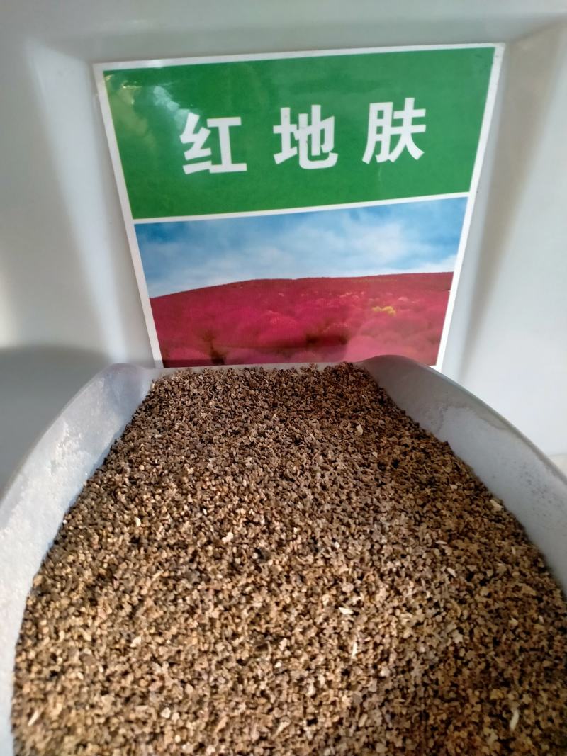 红叶地肤种子绿叶地肤草种子地麦铁扫帚苗菜种子园林景观花海