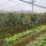 红叶石楠树红叶石楠球红叶石楠柱基地直销各种规格
