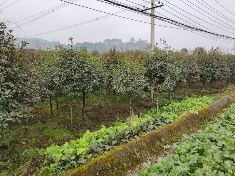 红叶石楠树红叶石楠球红叶石楠柱基地直销各种规格