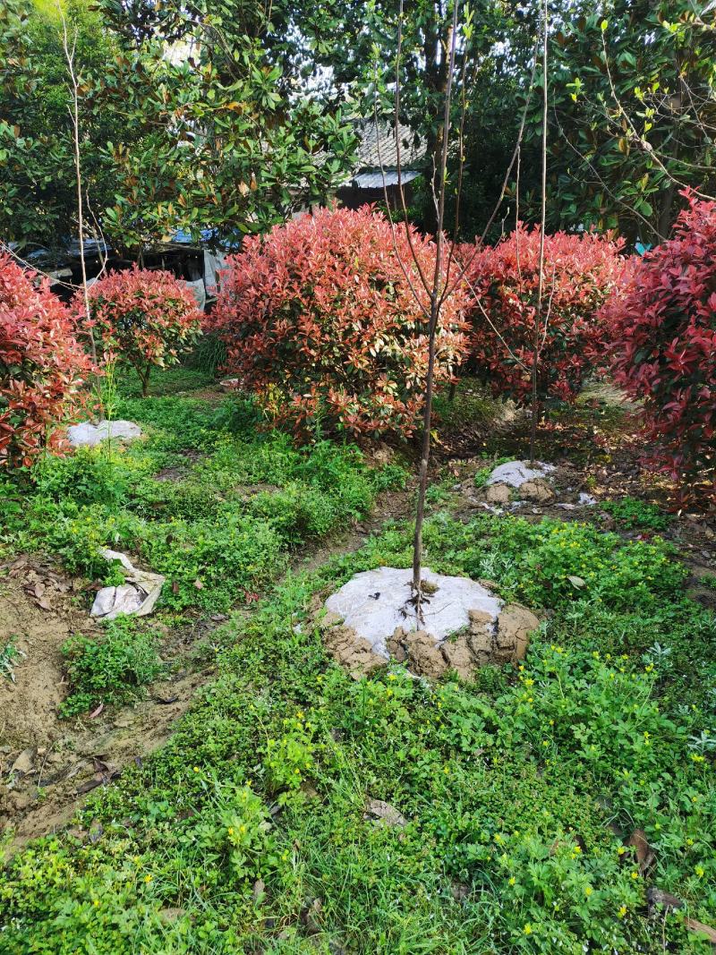 红叶石楠树红叶石楠球红叶石楠柱基地直销各种规格
