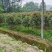 红叶石楠树红叶石楠球红叶石楠柱基地直销各种规格