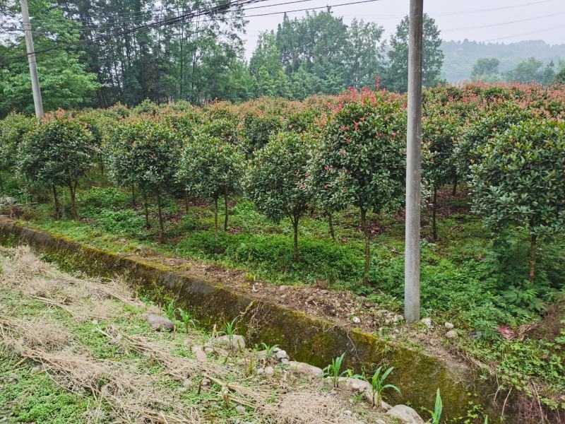 红叶石楠树红叶石楠球红叶石楠柱基地直销各种规格