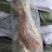 【大羊白条】当地草原羊绵羊的新货！去头蹄内脏净腔带尾