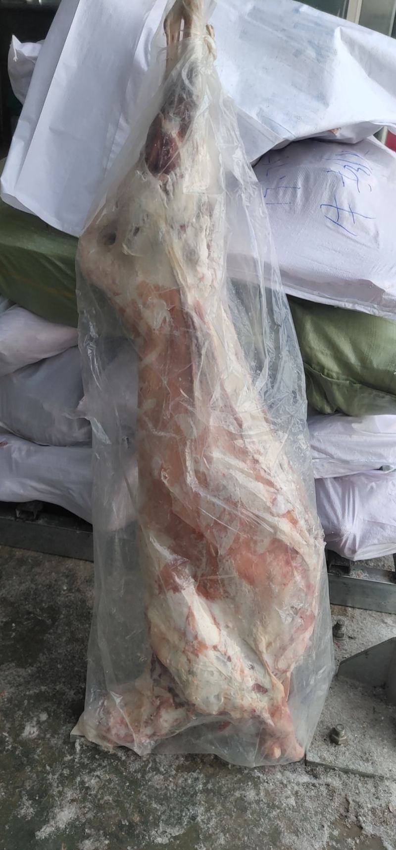 【大羊白条】当地草原羊绵羊的新货！去头蹄内脏净腔带尾