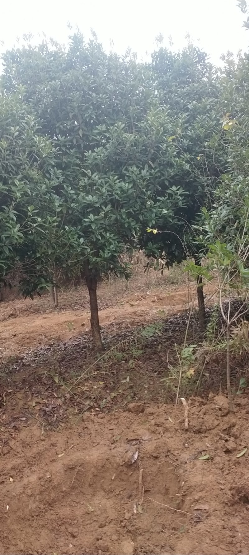 【推荐】自家基地精品8-12公分桂花自产自销价格优惠
