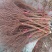 雪柳干枝雪柳喷雪花珍珠绣线菊支持一件代发