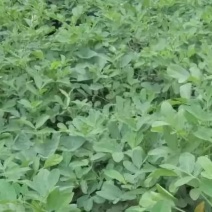 30吨花生秧子