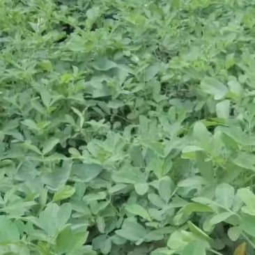 30吨花生秧子