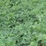30吨花生秧子