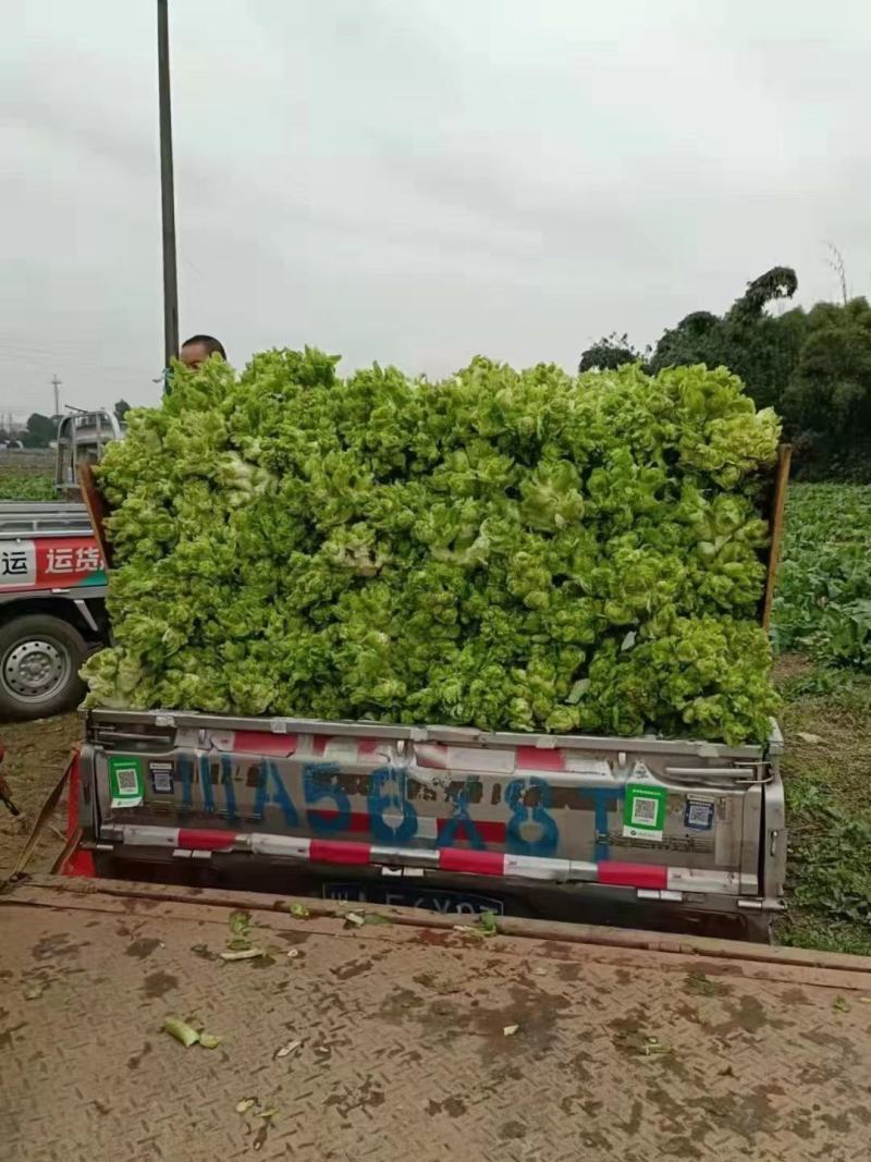 儿菜