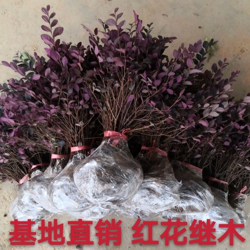 自家农田里的精品红花继木根系好低价出售中