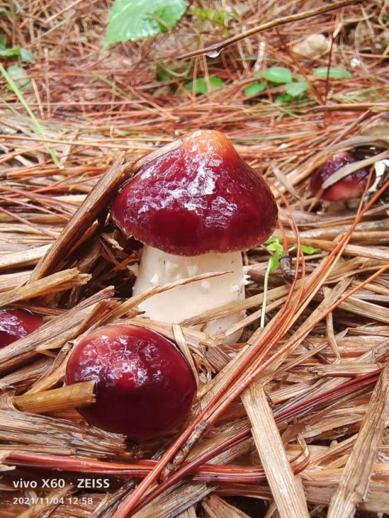 新鲜赤松茸，赤松茸产地直发，批发一件代发，泡沫箱5斤装