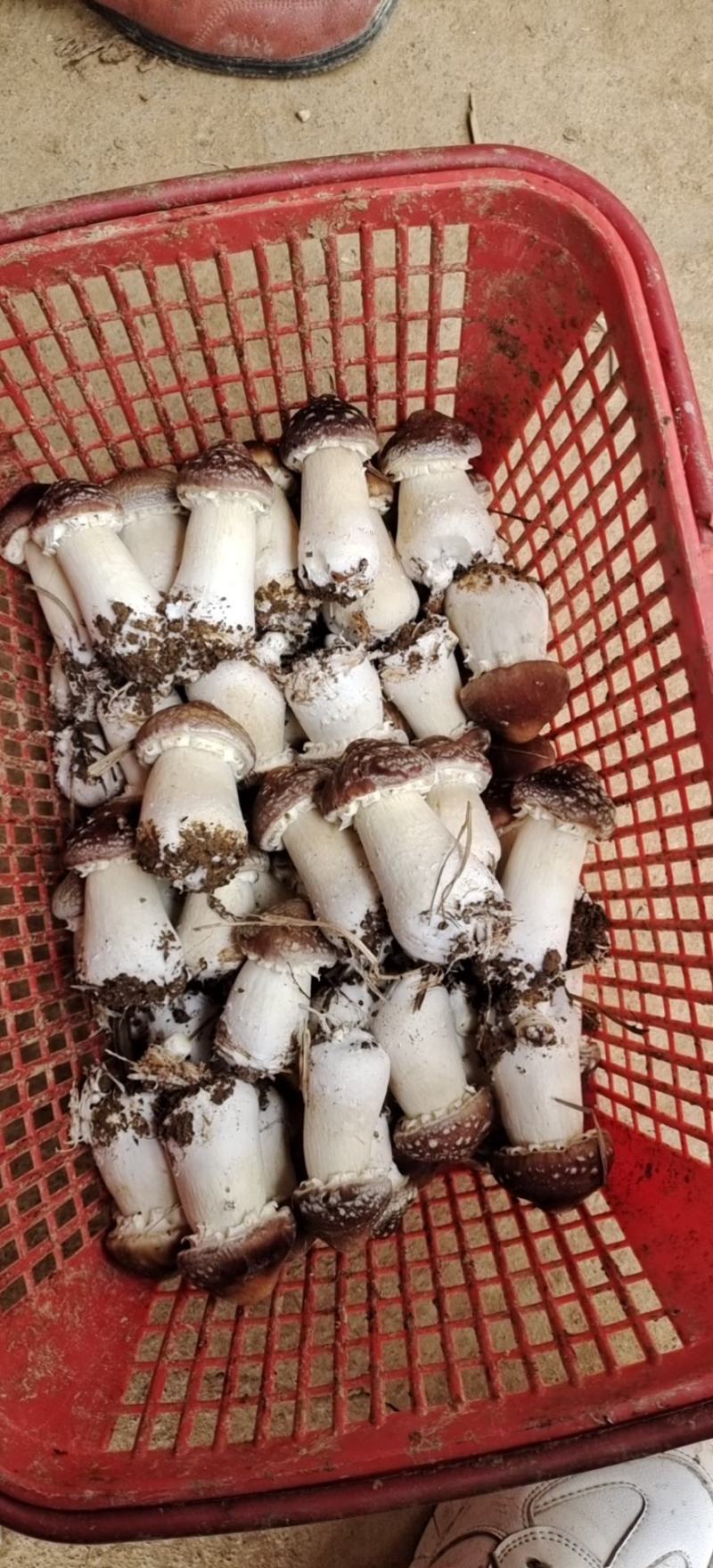 新鲜赤松茸，赤松茸产地直发，批发一件代发，泡沫箱5斤装