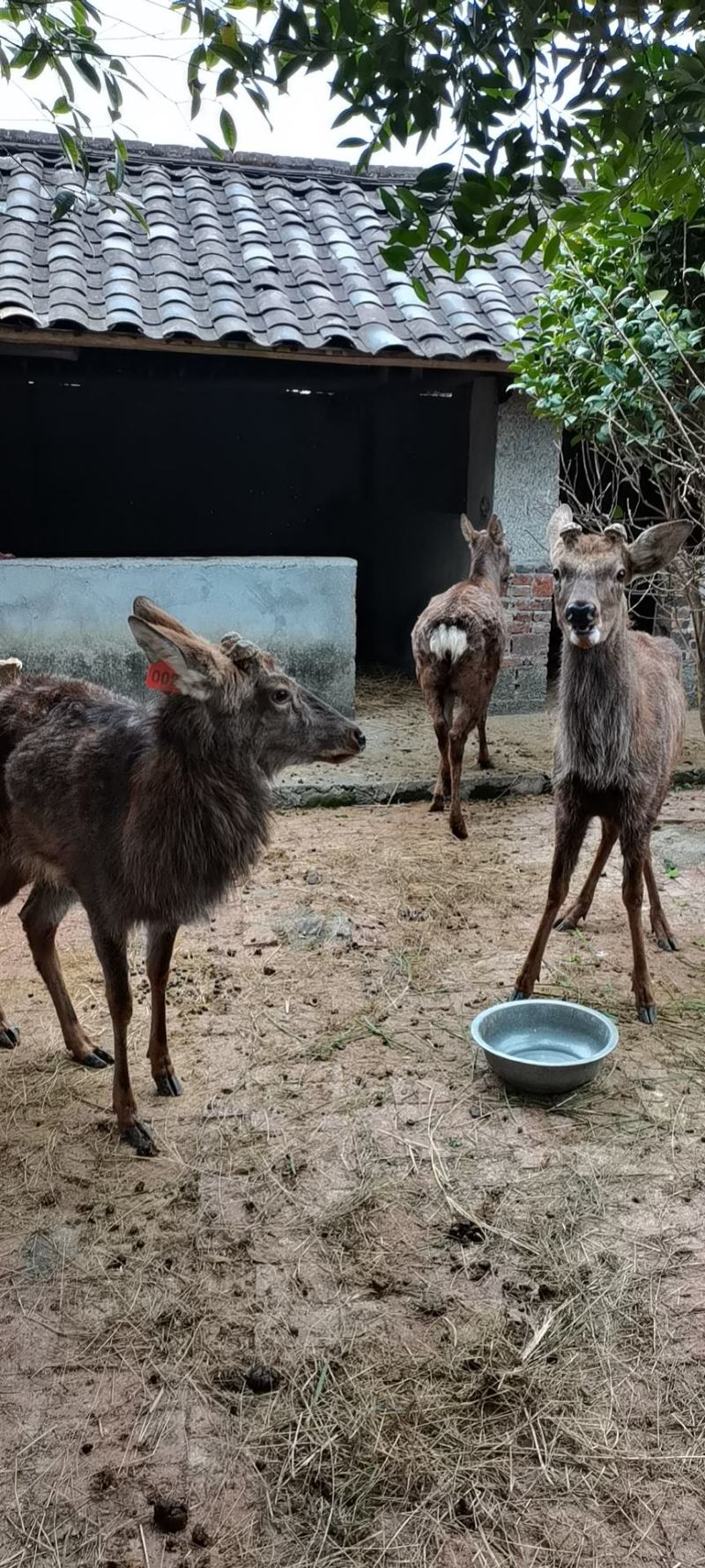 卖鹿