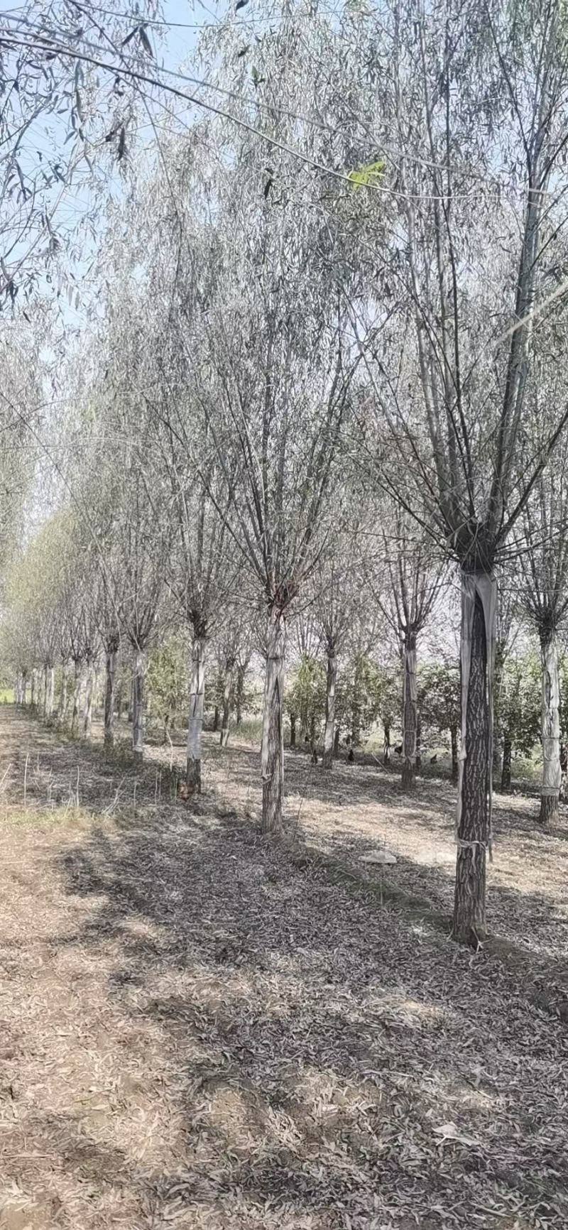 自家苗圃15-20公分旱柳3000棵绿曦苗圃无中介一手货