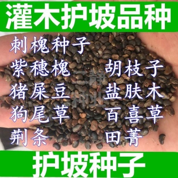 猪屎豆种子太阳麻种子椭圆叶猪屎豆三圆叶猪屎豆种子护