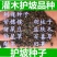 猪屎豆种子太阳麻种子椭圆叶猪屎豆三圆叶猪屎豆种子护