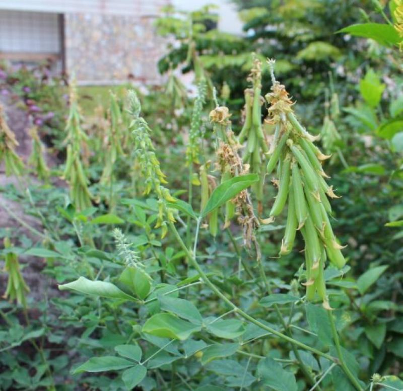 猪屎豆种子太阳麻种子椭圆叶猪屎豆三圆叶猪屎豆种子护