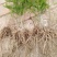 芦笋种苗多年生芦笋种根多年生蔬菜苗四季种植