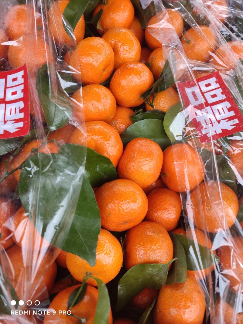 广西沙糖桔