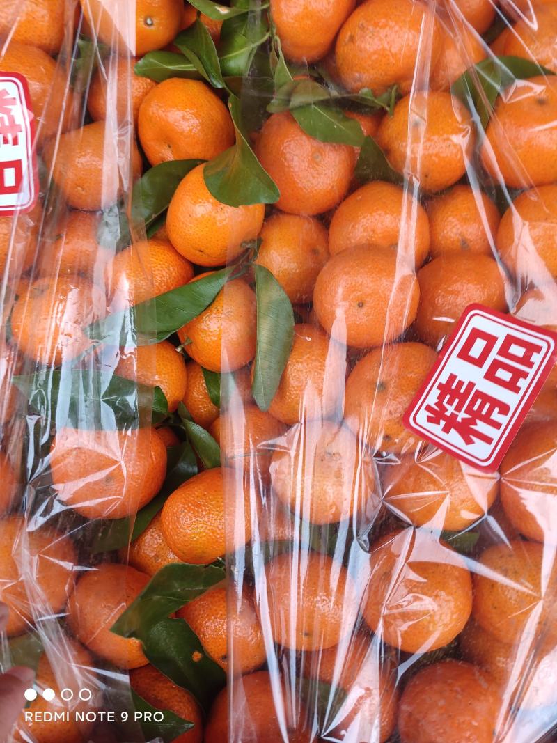 广西沙糖桔