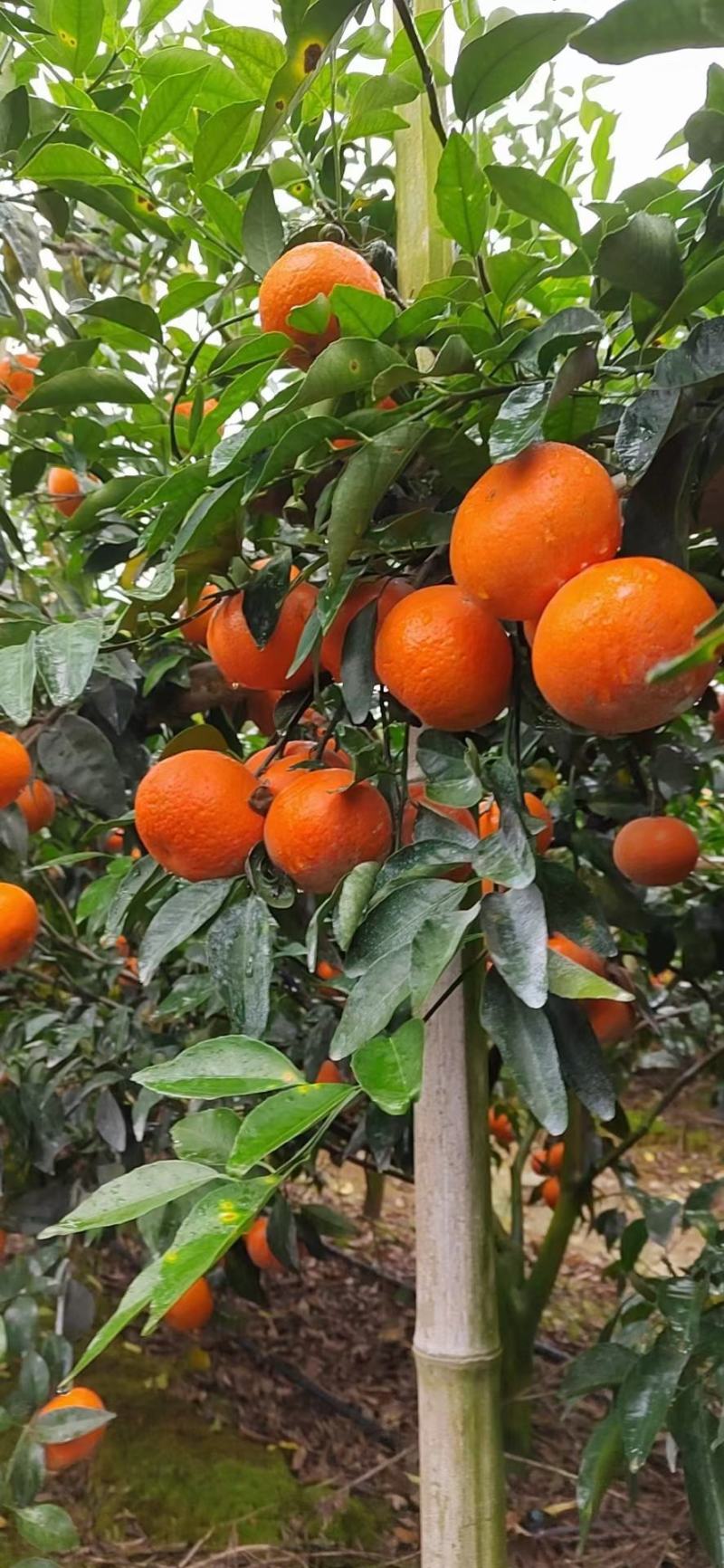 广西沃柑