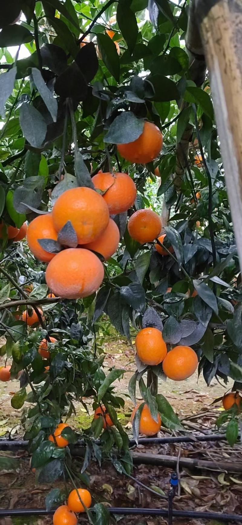 广西沃柑