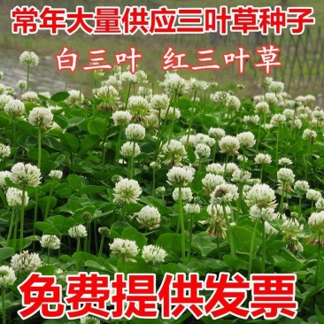白三叶草种子红三叶草种子四季青多年生草坪果园绿肥花种
