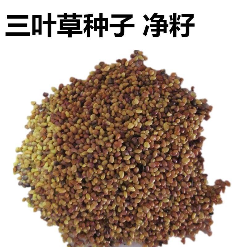 白三叶草种子红三叶草种子四季青多年生草坪果园绿肥花种