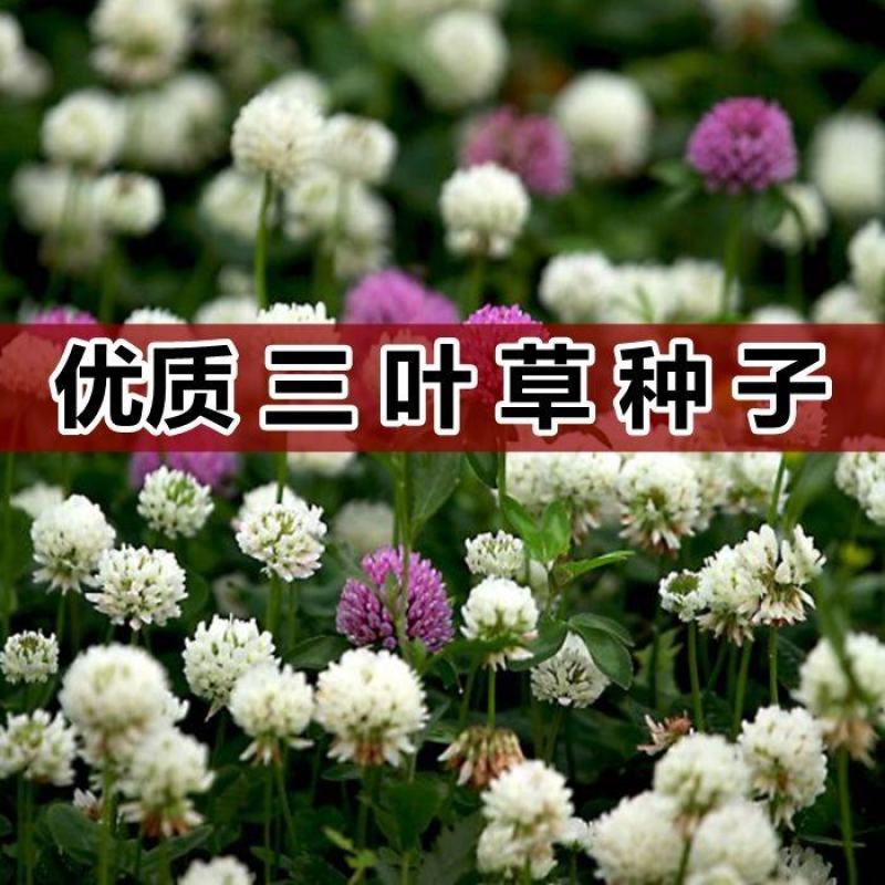 白三叶草种子红三叶草种子四季青多年生草坪果园绿肥花种