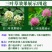 白三叶草种子红三叶草种子四季青多年生草坪果园绿肥花种
