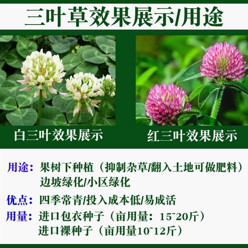 白三叶草种子红三叶草种子四季青多年生草坪果园绿肥花种