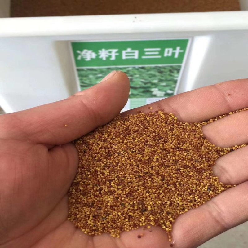 白三叶草种子红三叶草种子四季青多年生草坪果园绿肥花种