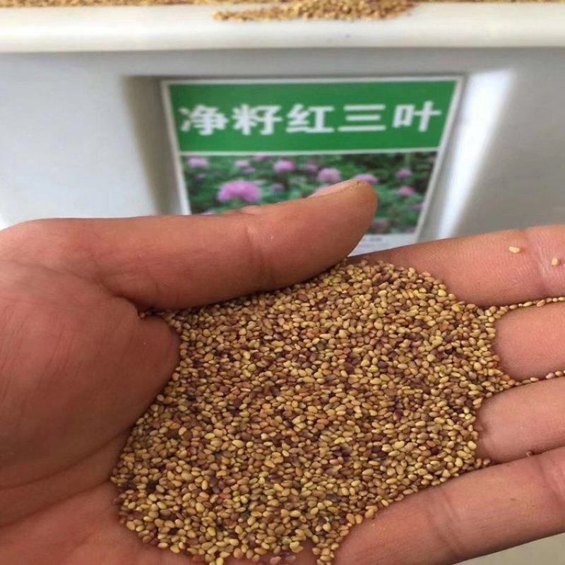 白三叶草种子红三叶草种子四季青多年生草坪果园绿肥花种