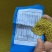 白三叶草种子红三叶草种子四季青多年生草坪果园绿肥花种