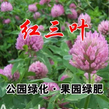 红白三叶草种子果园绿肥花种