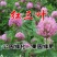 红白三叶草种子果园绿肥花种