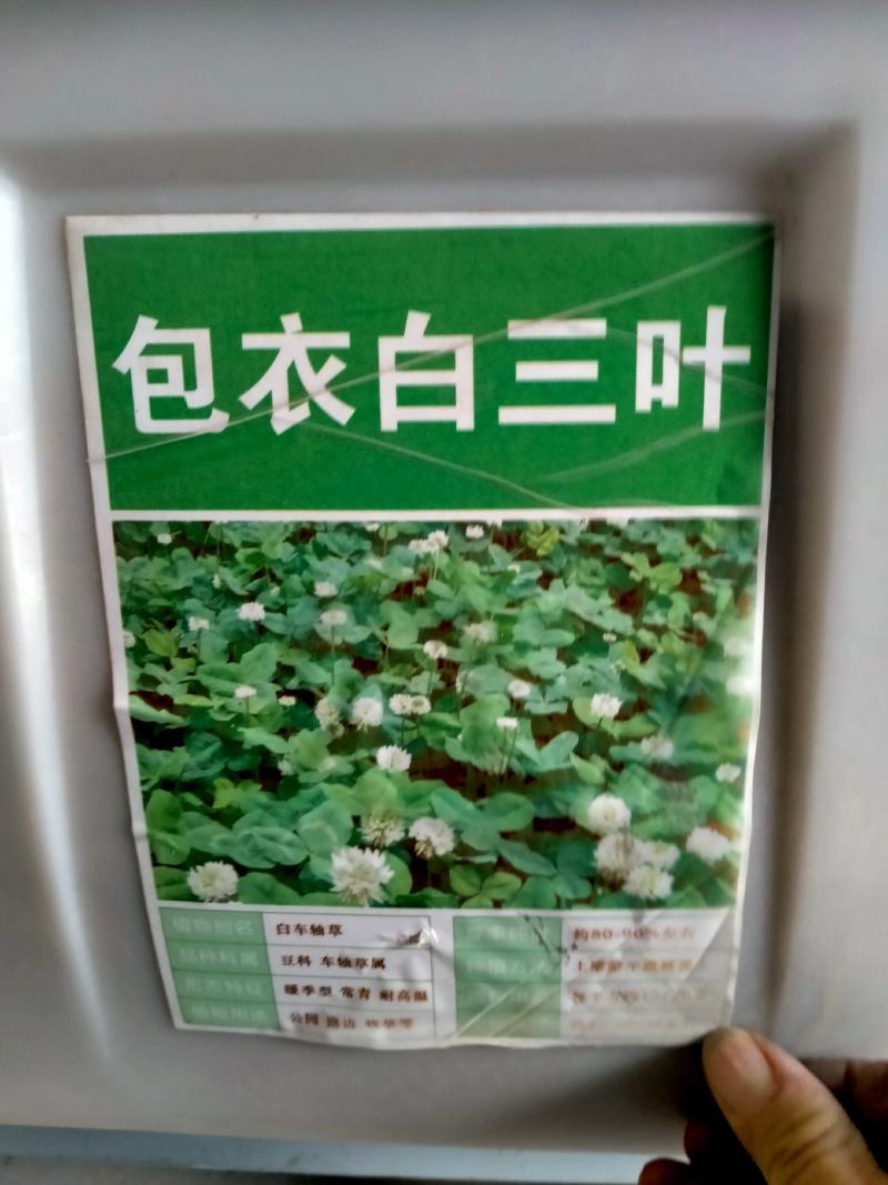 红白三叶草种子果园绿肥花种