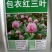 红白三叶草种子果园绿肥花种