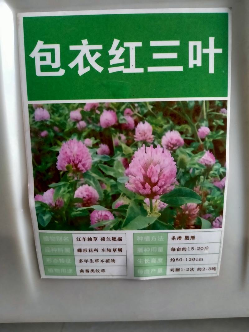 红白三叶草种子果园绿肥花种