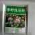 红白三叶草种子果园绿肥花种
