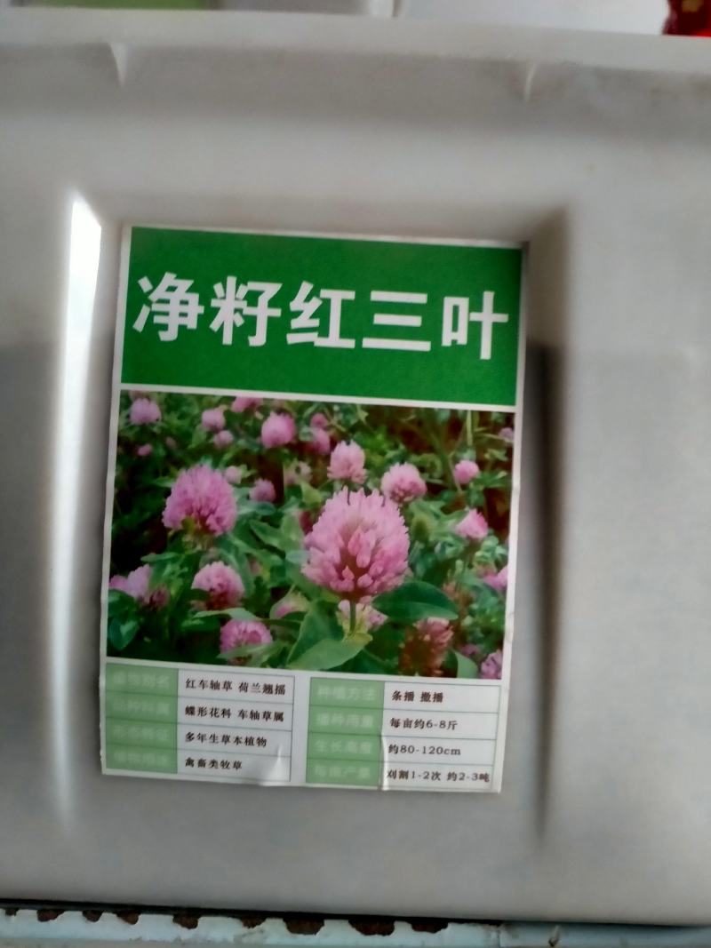 红白三叶草种子果园绿肥花种