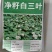 红白三叶草种子果园绿肥花种