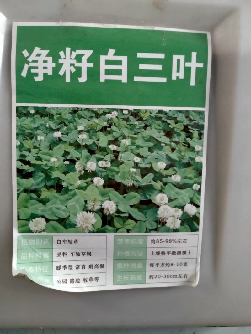 红白三叶草种子果园绿肥花种