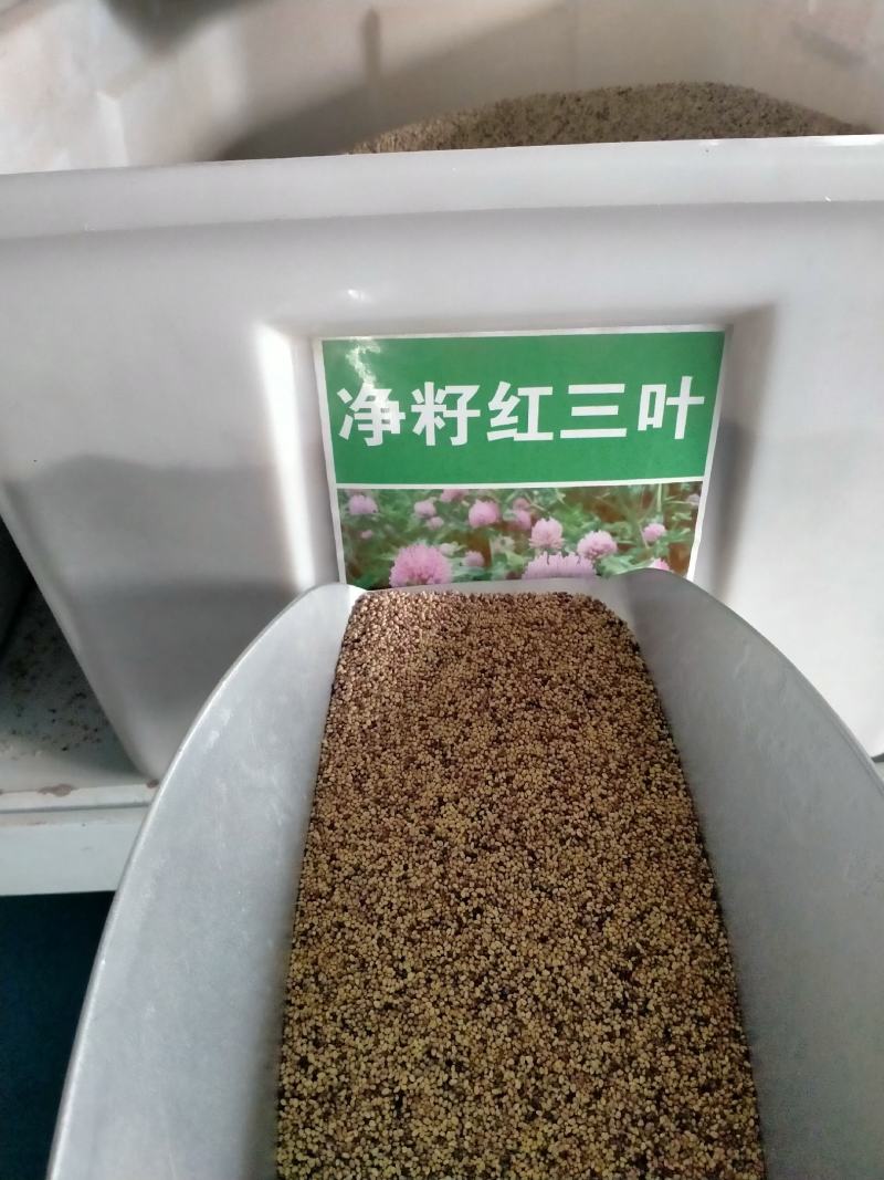 红白三叶草种子果园绿肥花种