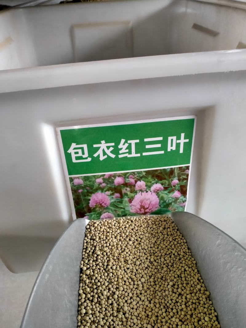 红白三叶草种子果园绿肥花种
