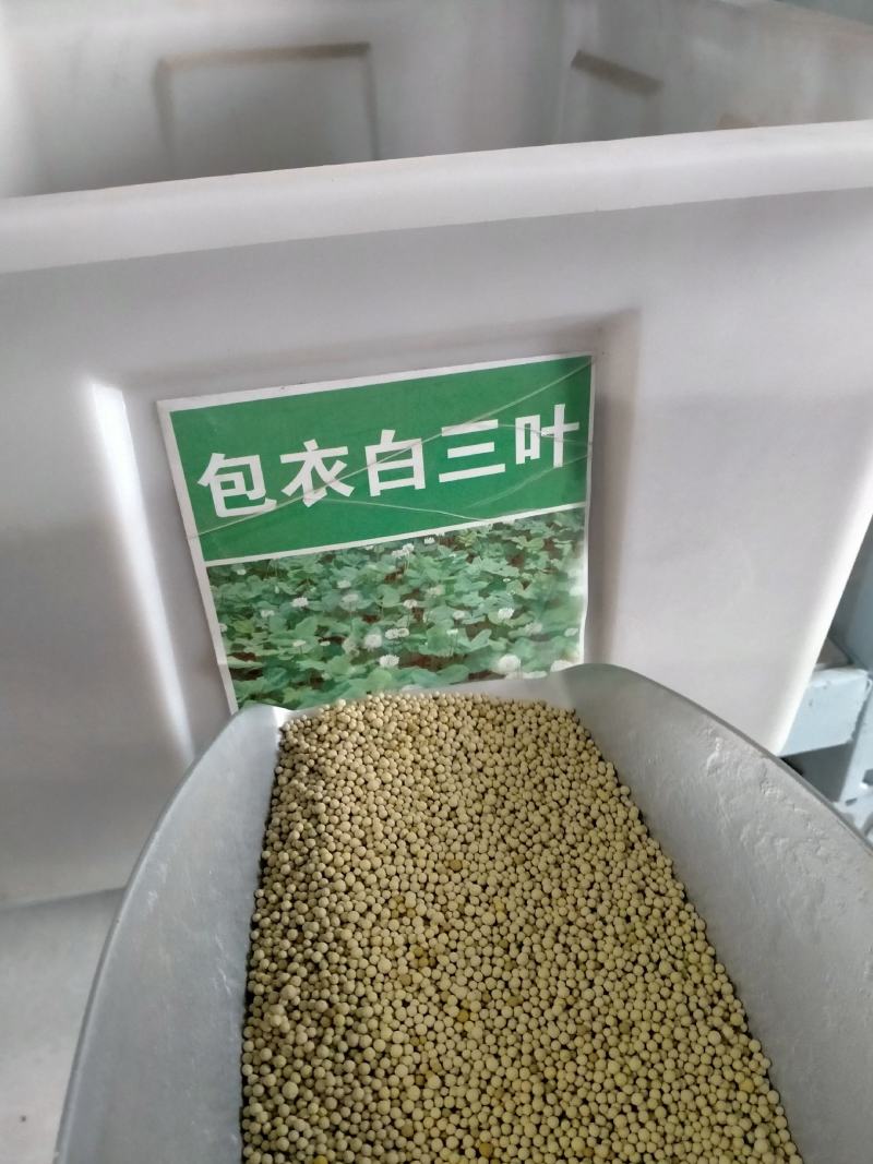 红白三叶草种子果园绿肥花种
