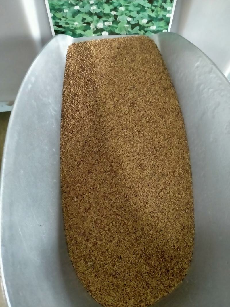 红白三叶草种子果园绿肥花种