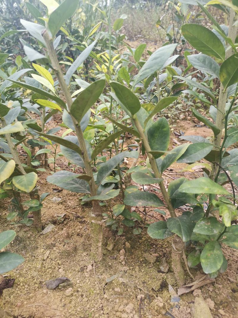 柠檬头广东无核香水柠檬嫁接苗