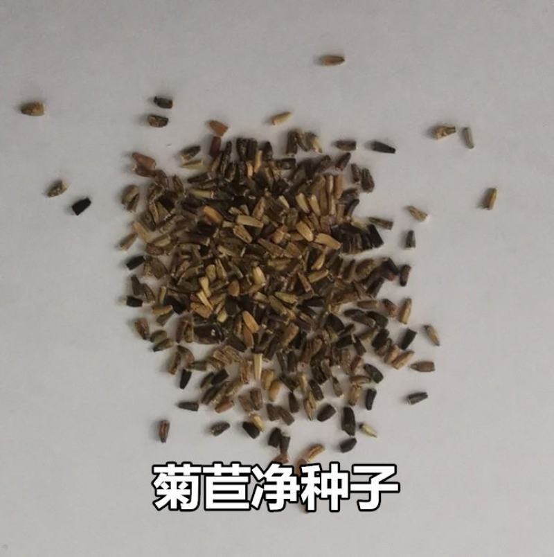 菊苣种籽大叶多年生兔子草种猪牛鱼鸡鸭鹅爱吃的养殖四季牧草